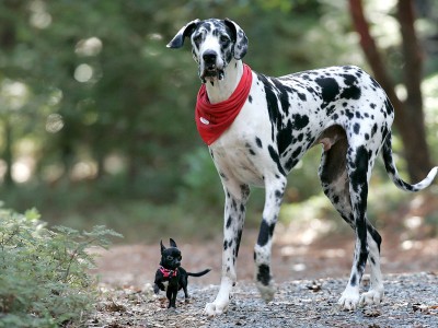 Ihr Hund steht vor drei gefüllten Fressnäpfen, auf die Sie ein Brett gelegt haben. Wie reagiert Ihr Hund?<br>